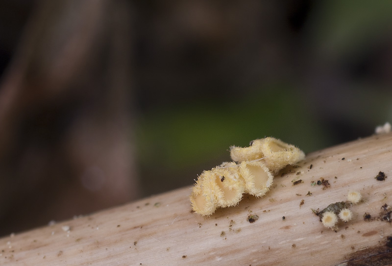 Albotricha acutipila